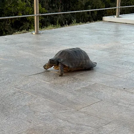 Sa Domu Mea * Castelsardo